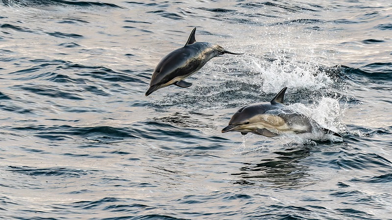 Hurtigruten Expeditions